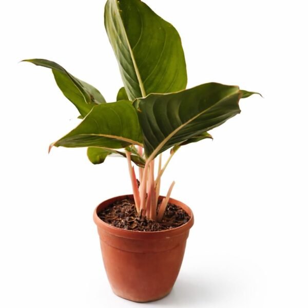 Aglaonema Green (Chinese)
