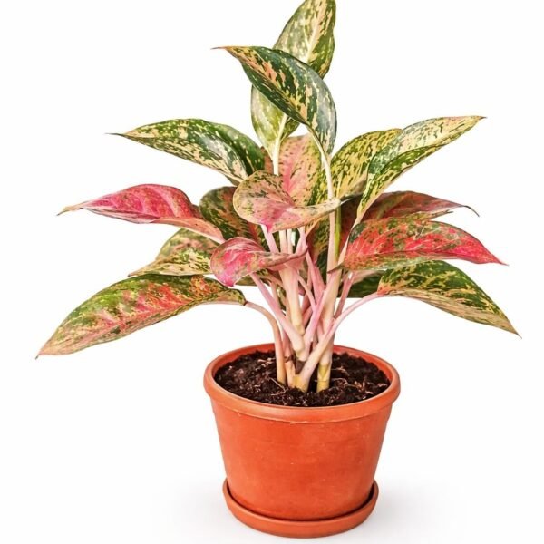 Aglaonema pink (Chinese)