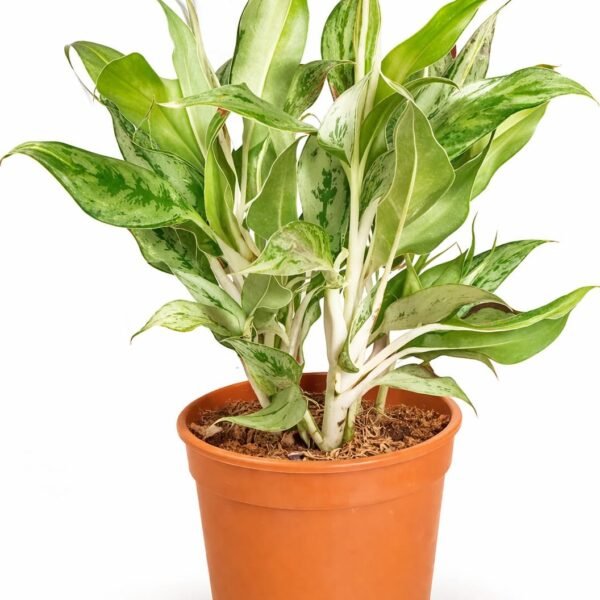 Aglaonema Green