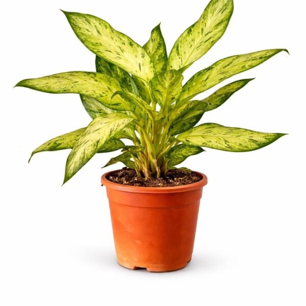 Dieffenbachia (Dumb Cane)
