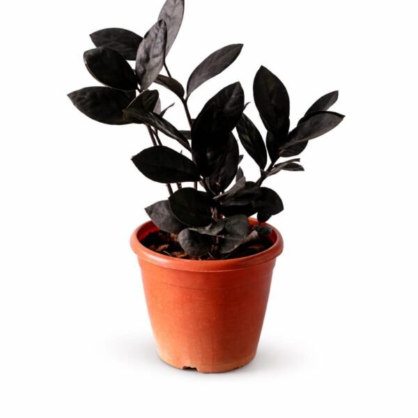 Zamioculcas zamiifolia