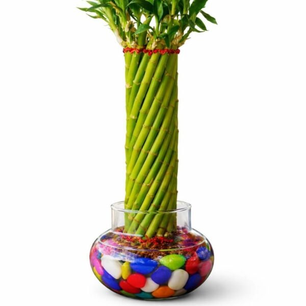 Lucky Bamboo