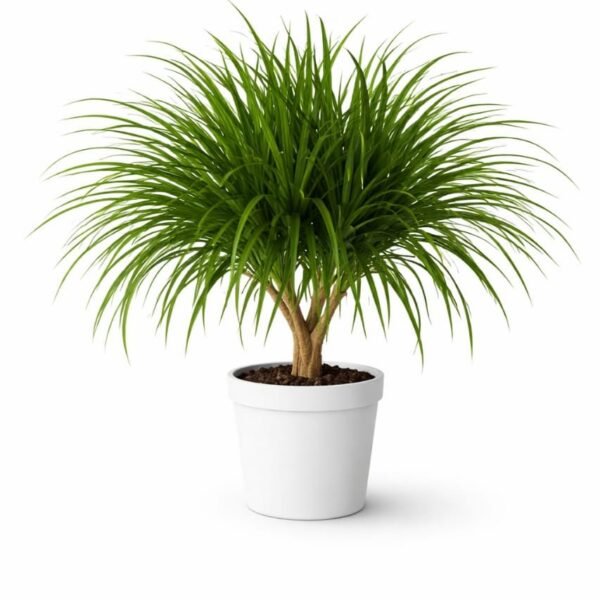 Dracaena Draco