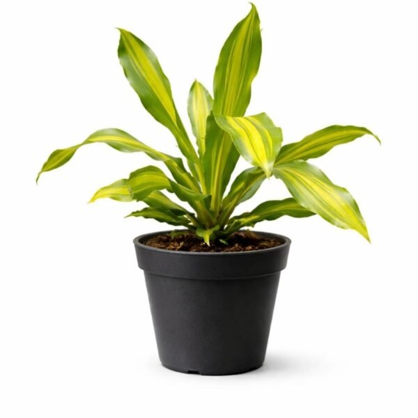 Dracaena Massangeana Giganta