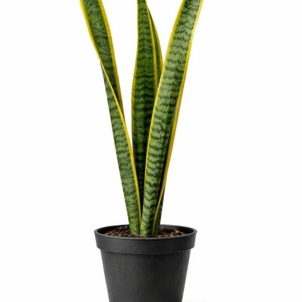 Snake plant