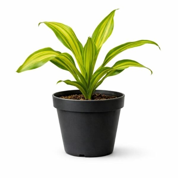 Cornstalk Dracaena Green