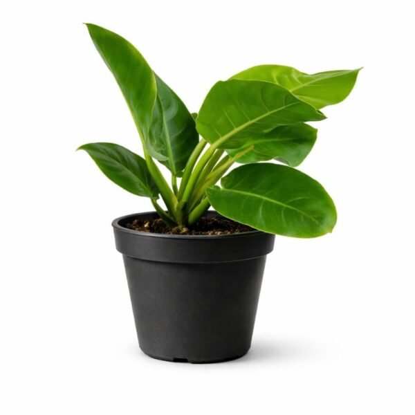 Philodendron imperial green