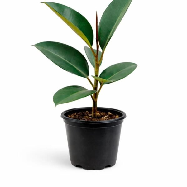 Rubber plant