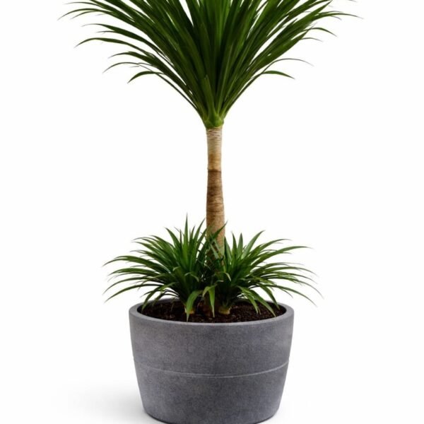 Dracaena Dragon plant