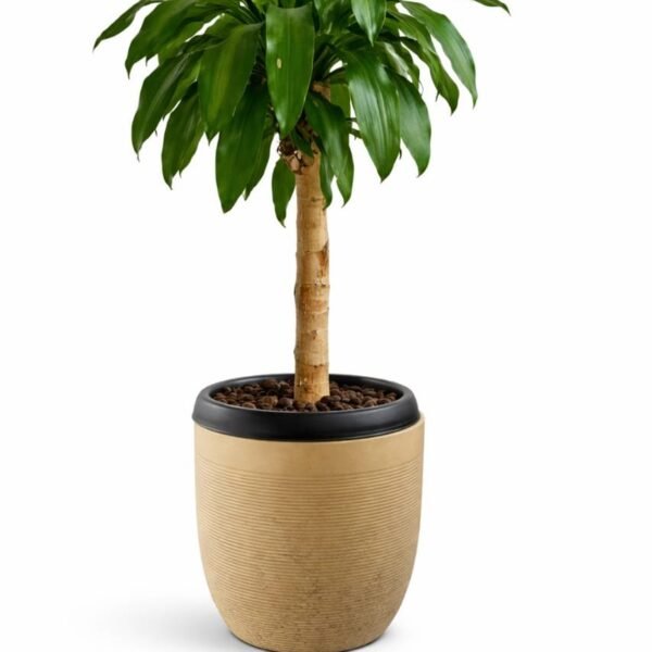 Dracaena fragrans (Corn plant)