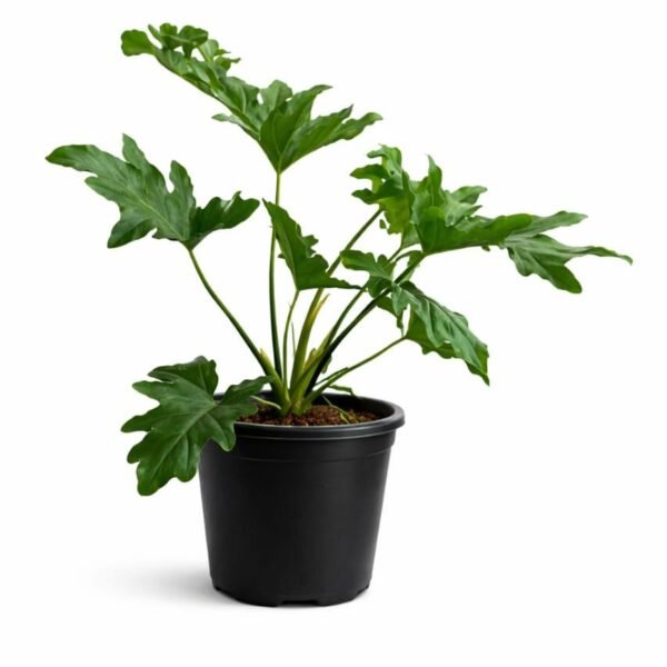 Philodendron selloum plant