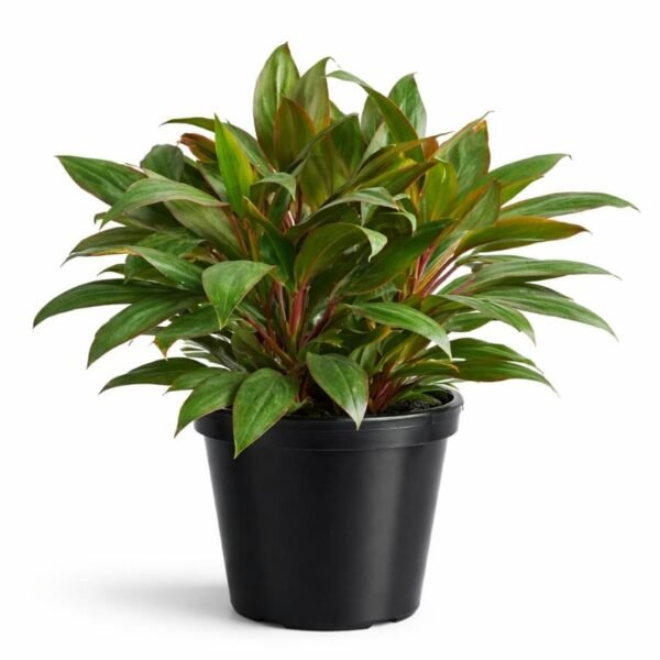 Dracaena Mahatma