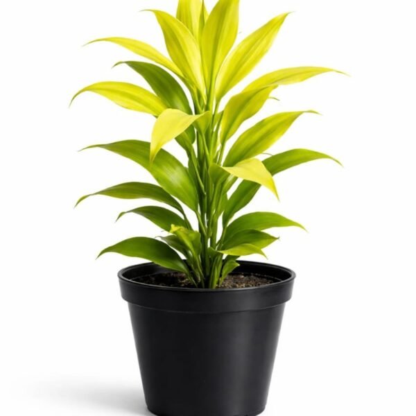Dracaena fragrance 'limelight'