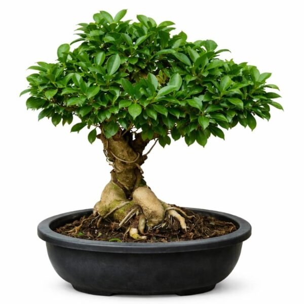 Ficus Bonsai