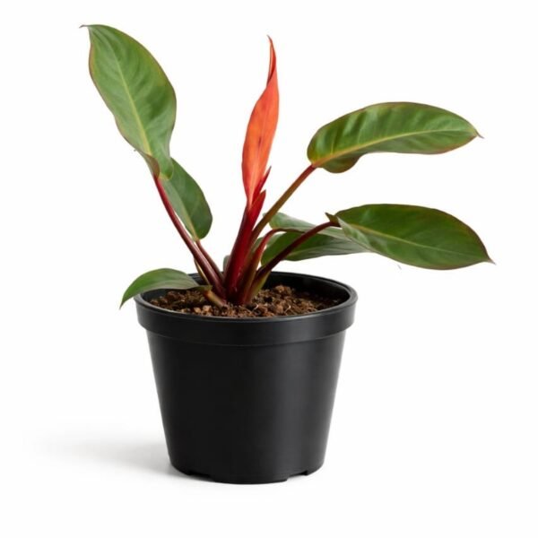 Philodendron Red Congo live plant