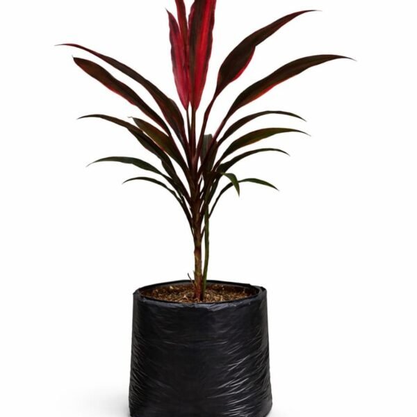 Cordyline fruticose