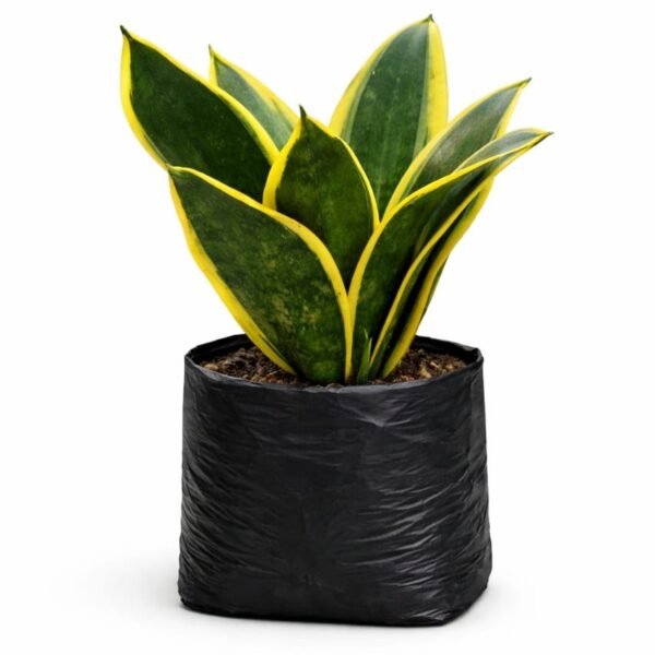 Snake plant