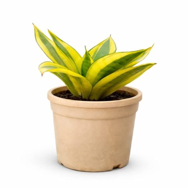 Snake plant 'Gold Hahnii'