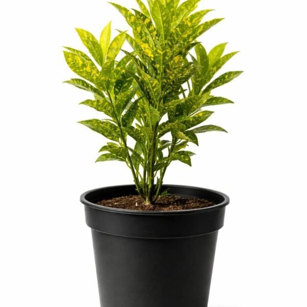 Gold Dust Croton plant