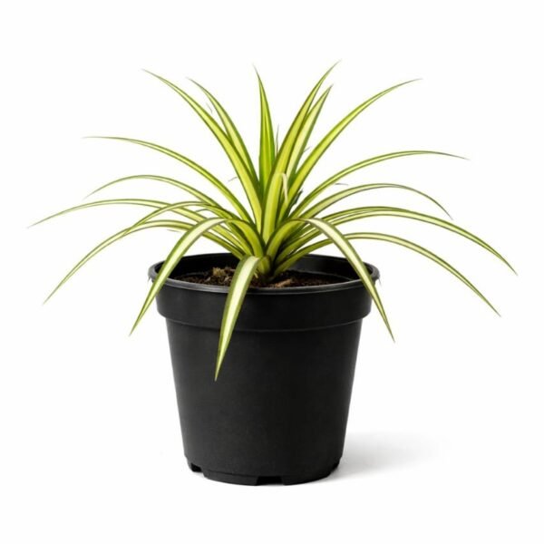 Spider plant