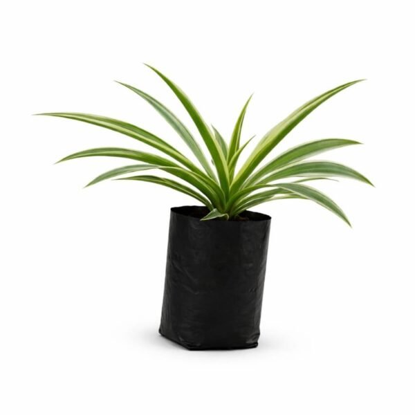 Spider Plant