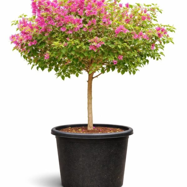 Bougainvillea ( Pink )