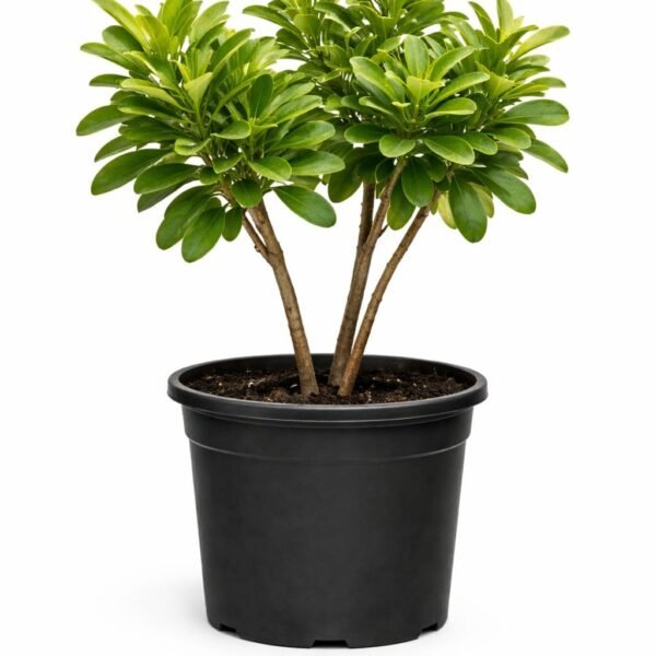 Japanese Cheese Wood ( Pittosporum Tobira )