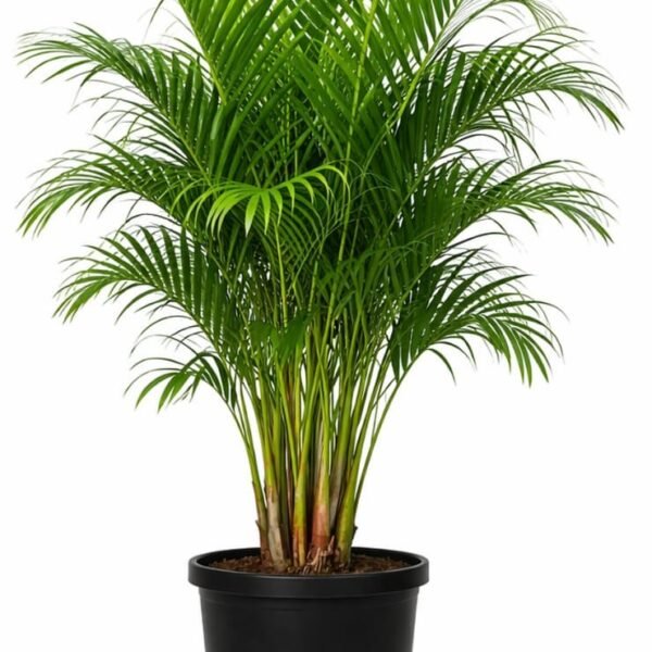 Areca Palm plant ( Dypsis Lutescens )