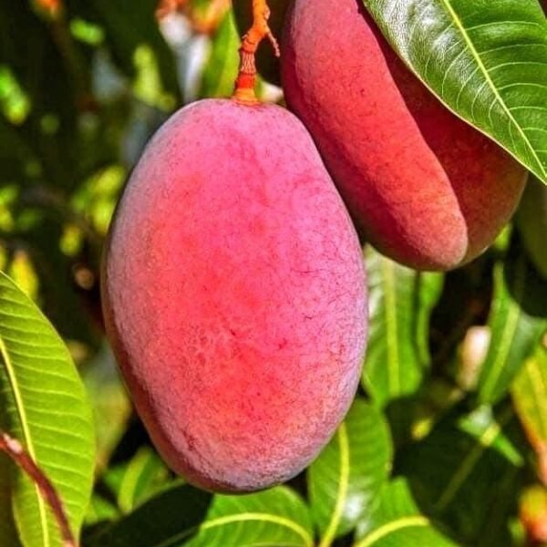 Miyazaki Mango ( Grafted )