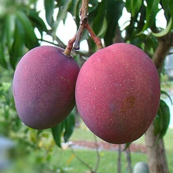 Arunika Mango ( Grafted )