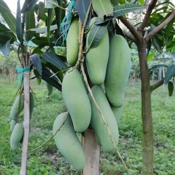 Amrapali Mango ( Grafted )