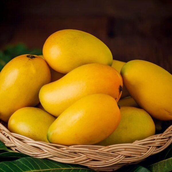 Jamadhur Mango ( Grafted )