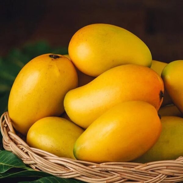 Arundhathi Mango ( Grafted )