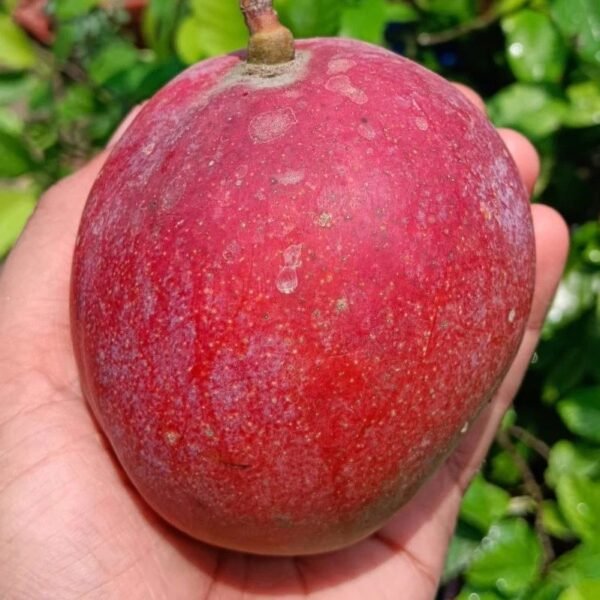 Red Palmer Mango ( Grafted )