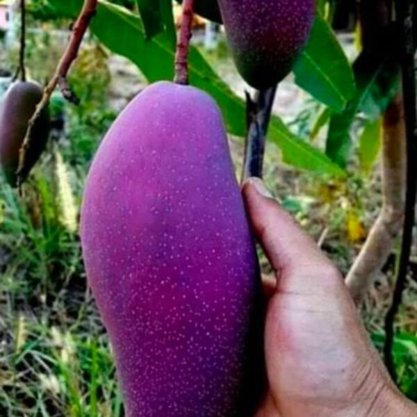 B-N-7 Mango ( Grafted )