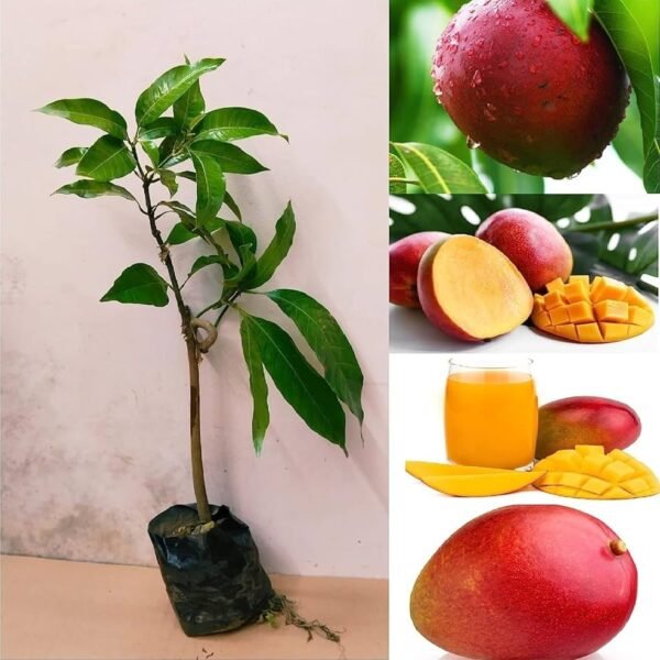 Apple Mango ( Grafted )