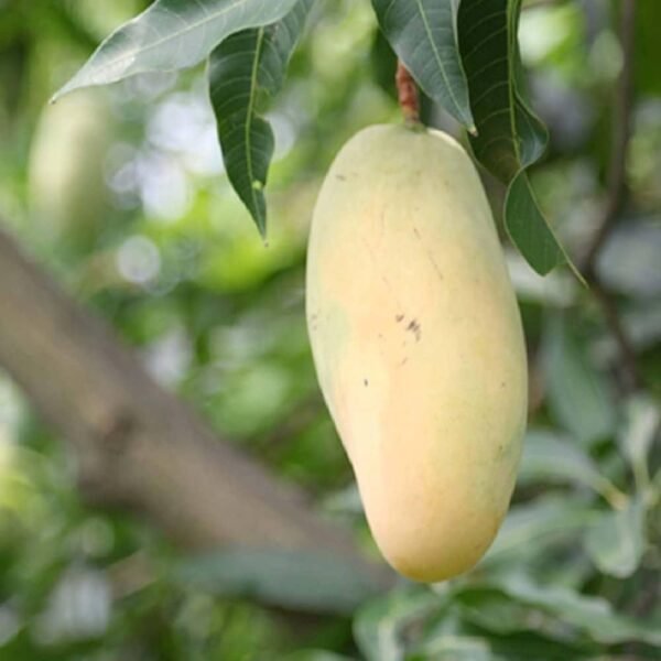 Honeydew Mango ( Grafted )