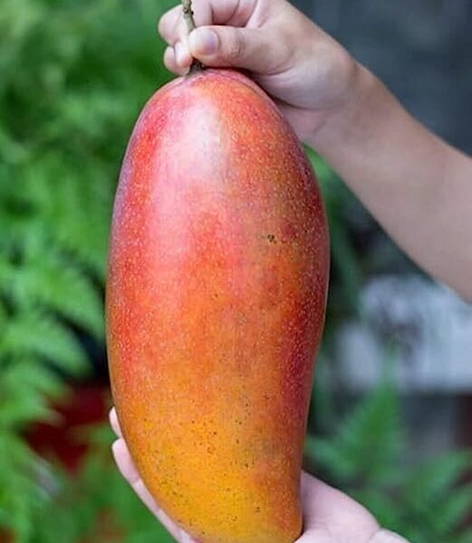 Red Ivory Mango ( Grafted )
