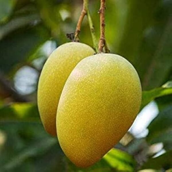 Jamadar Mango ( Grafted )