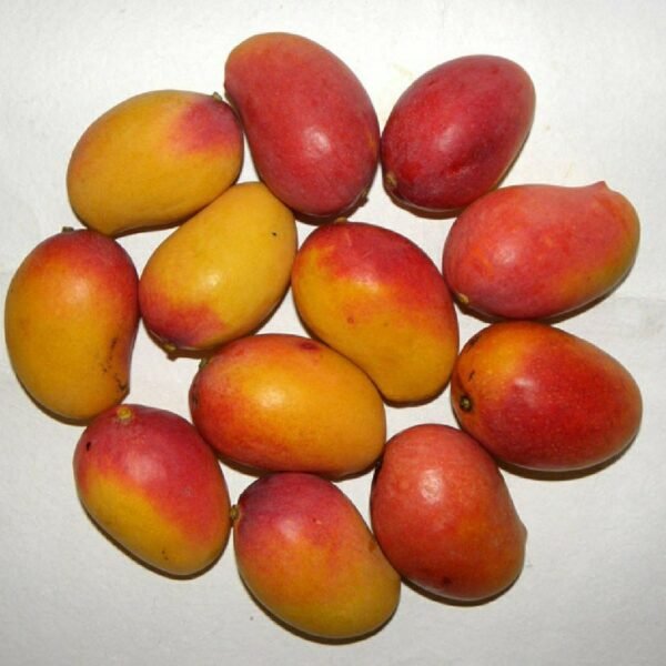 Pusa Shrestha Mango ( Grafted )