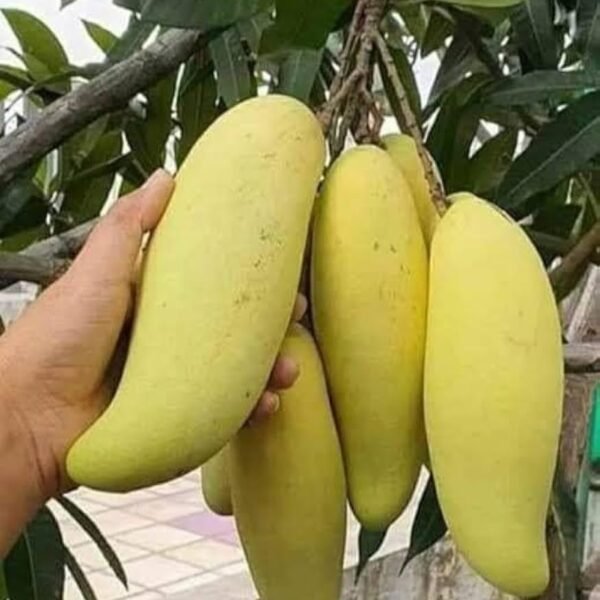 Banana Mango (Grafted)
