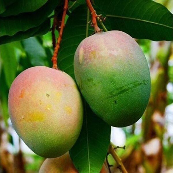 Nill Guava Mango ( Grafted )