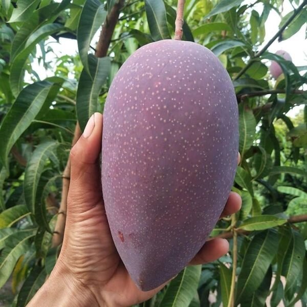 King Of Chakapat Mango ( Grafted )