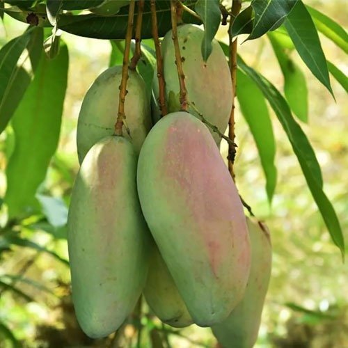 Katimon Mango ( Grafted )