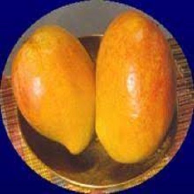 Neel Alphonso Mango ( Drafted )