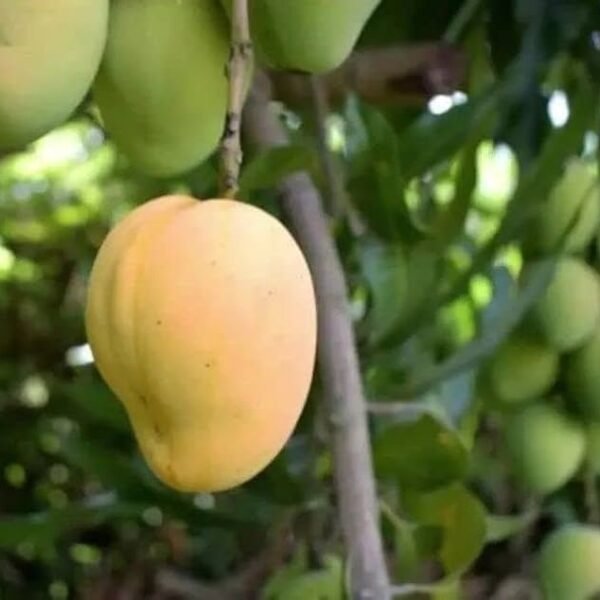 Syngenta Cultar Mango ( Drafted )