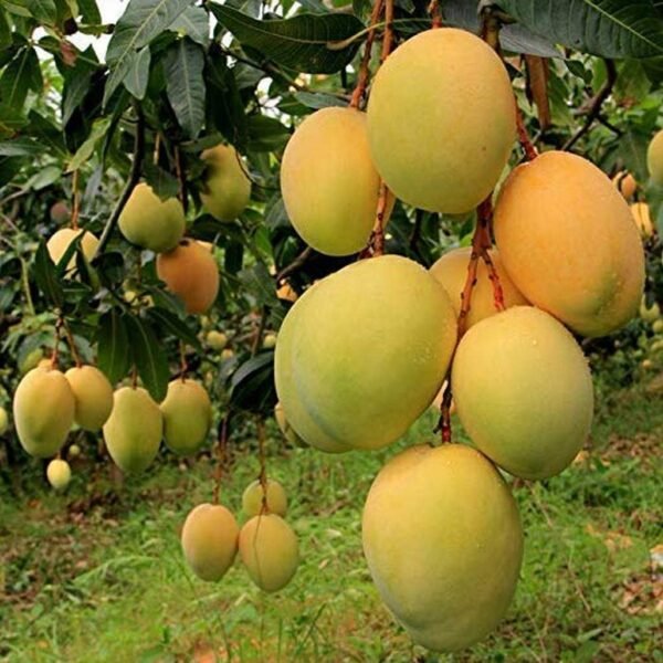 Hapus Mango ( Grafted )