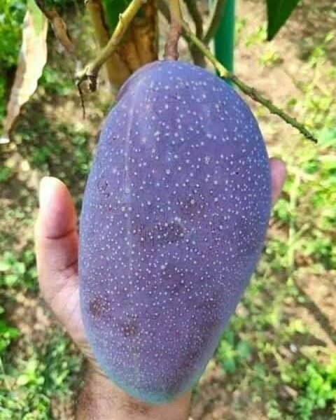 Black Mango ( Grafted )
