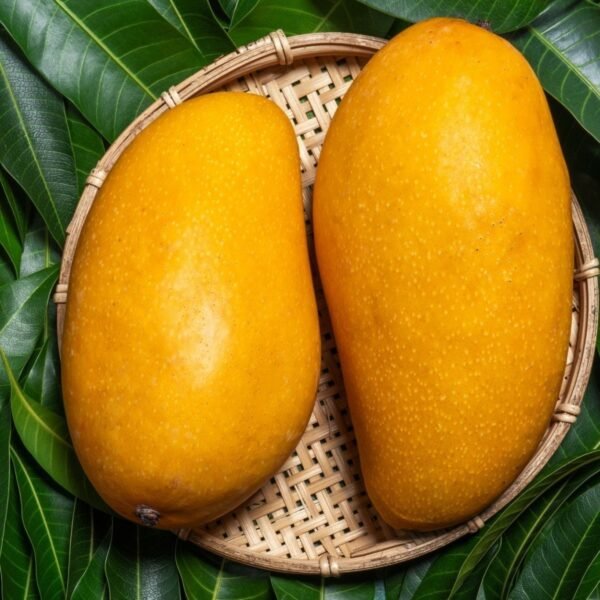 Mallika Mango ( Grafted )