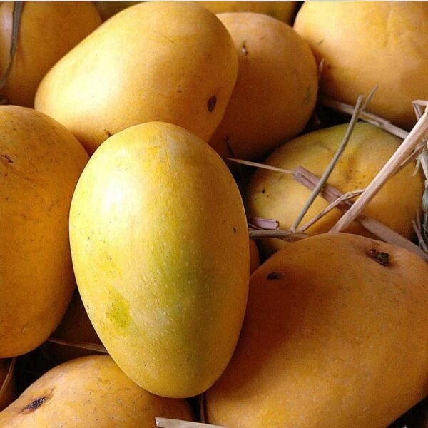 Panduri Mango (Grafted)